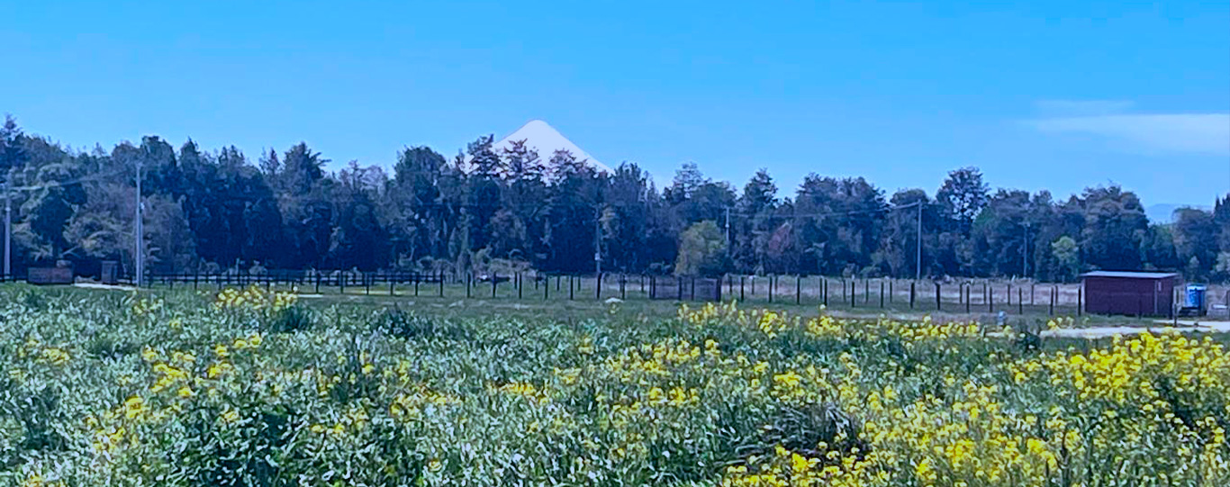 Sector con flores y montaña de fondo en Terreno en Praderas, Puerto Varas, Km 12, V-50, P-45, Rol (01120-00417) Opportunity